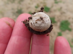 Geastrum floriforme