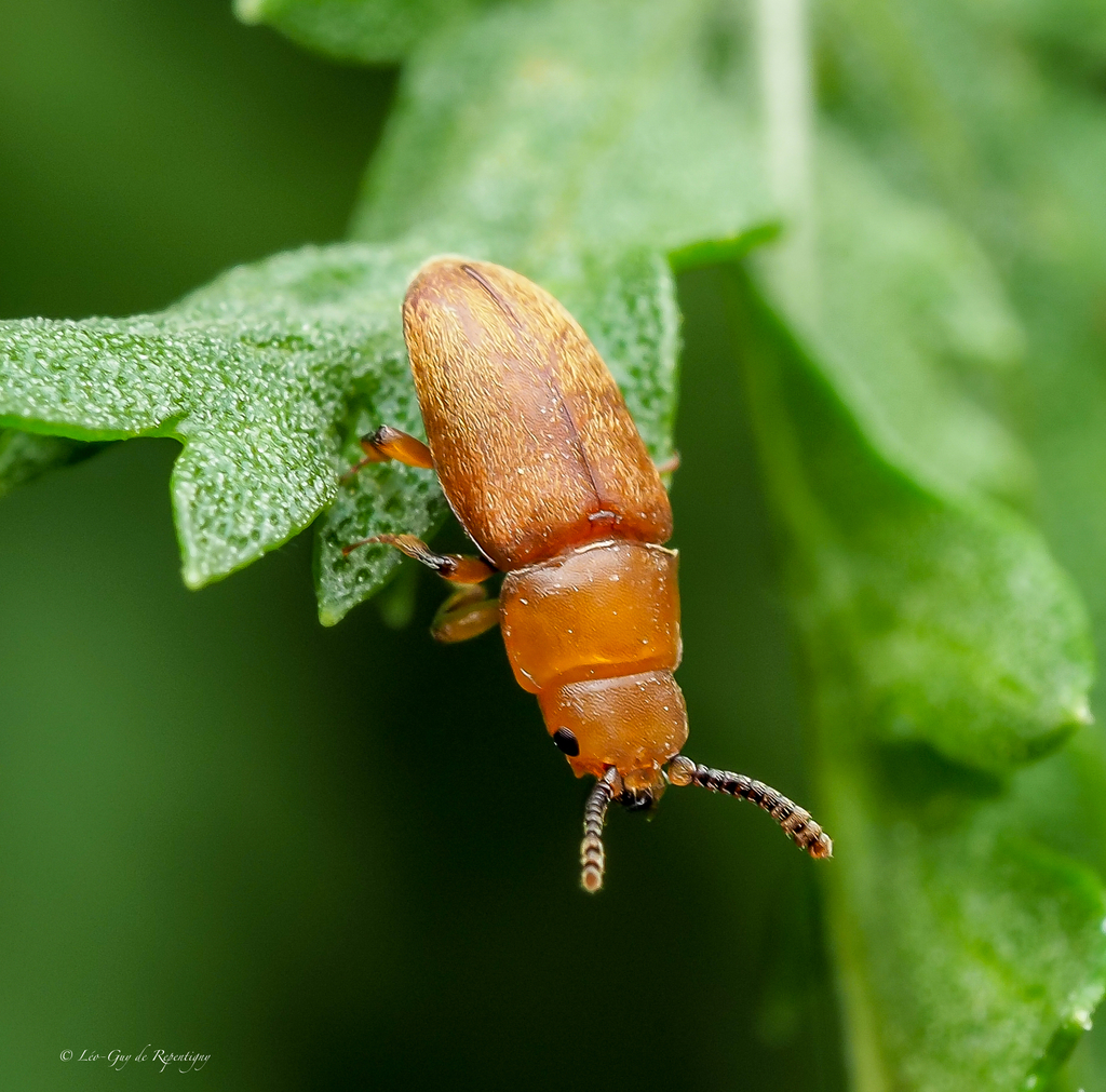 Antherophagus