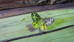 Arichanna melanaria