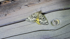 Arichanna melanaria