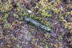 Lycalopex fulvipes