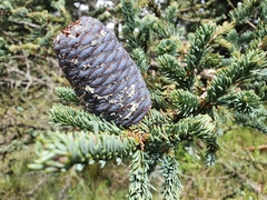 Abies vejarii