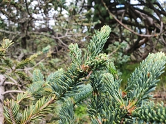 Abies vejarii