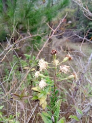 Baccharis racemosa