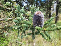 Abies vejarii