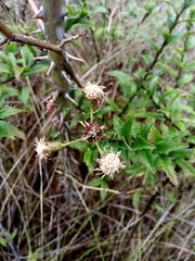Baccharis racemosa