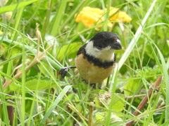 Sporophila torqueola