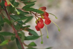 Grevillea banyabba