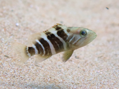 White Grouper photo 5