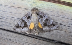 Chrysorithrum flavomaculata