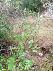 Azara integrifolia