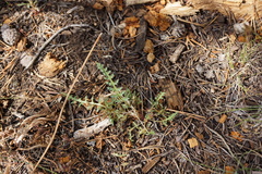 Pedicularis semibarbata