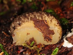 Philomycus flexuolaris