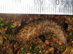 Philomycus flexuolaris