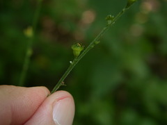 Agrimonia rostellata