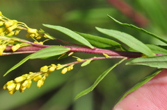 Solidago elongata