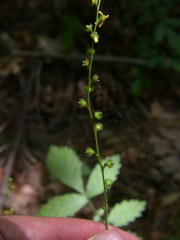 Agrimonia rostellata