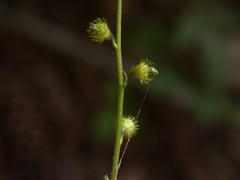 Agrimonia rostellata