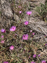 Clarkia gracilis sonomensis