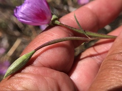 Clarkia gracilis sonomensis