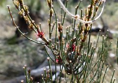 Allocasuarina paludosa