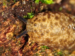 Philomycus flexuolaris