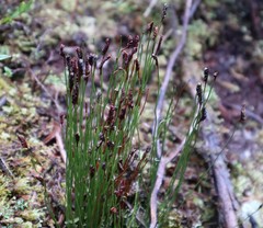 Schizaea australis