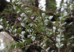 Gaultheria insana