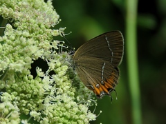 Satyrium prunoides