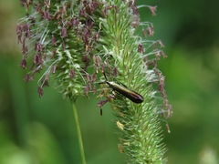 Coleophora deauratella