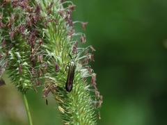 Coleophora deauratella