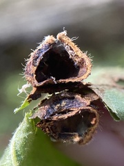 Phylloxera caryaeavellana