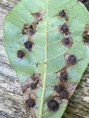 Phylloxera caryaeavellana