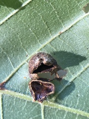 Phylloxera caryaeavellana