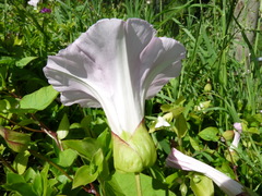 Calystegia sepium roseata x Silvatica disjuncta
