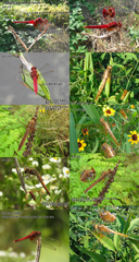 Crocothemis servilia mariannae