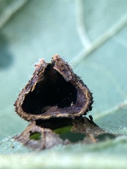 Phylloxera caryaeavellana