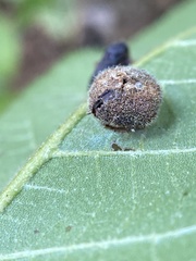 Phylloxera caryaeavellana