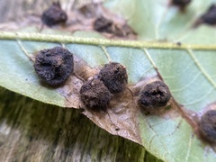 Phylloxera caryaeavellana