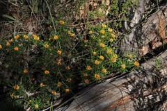Pultenaea petiolaris