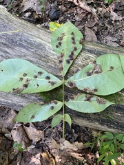 Phylloxera caryaeavellana