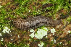 Philomycus flexuolaris