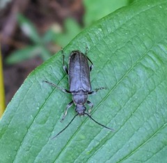 Lepturopsis dolorosa