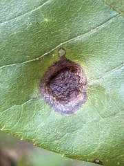 Phylloxera caryaeavellana