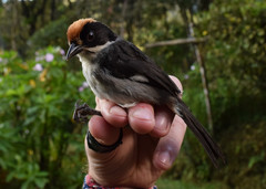 Atlapetes leucopterus