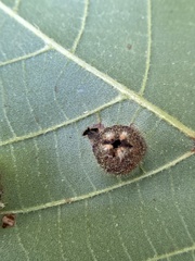 Phylloxera caryaeavellana