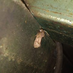 Acrolophus texanella