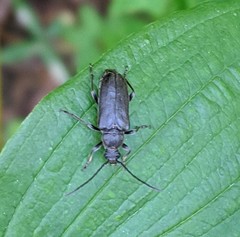 Lepturopsis dolorosa