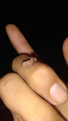 Acrolophus texanella