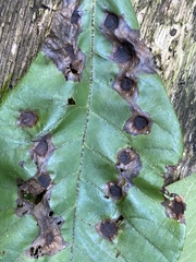 Phylloxera caryaeavellana